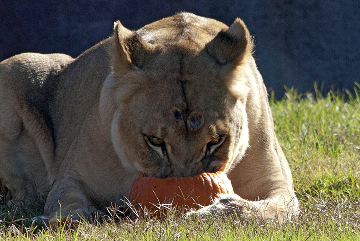 ZooBoo October 26 at Virginia Zoo