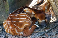 Baby Bongo at the Virginia Zoo
