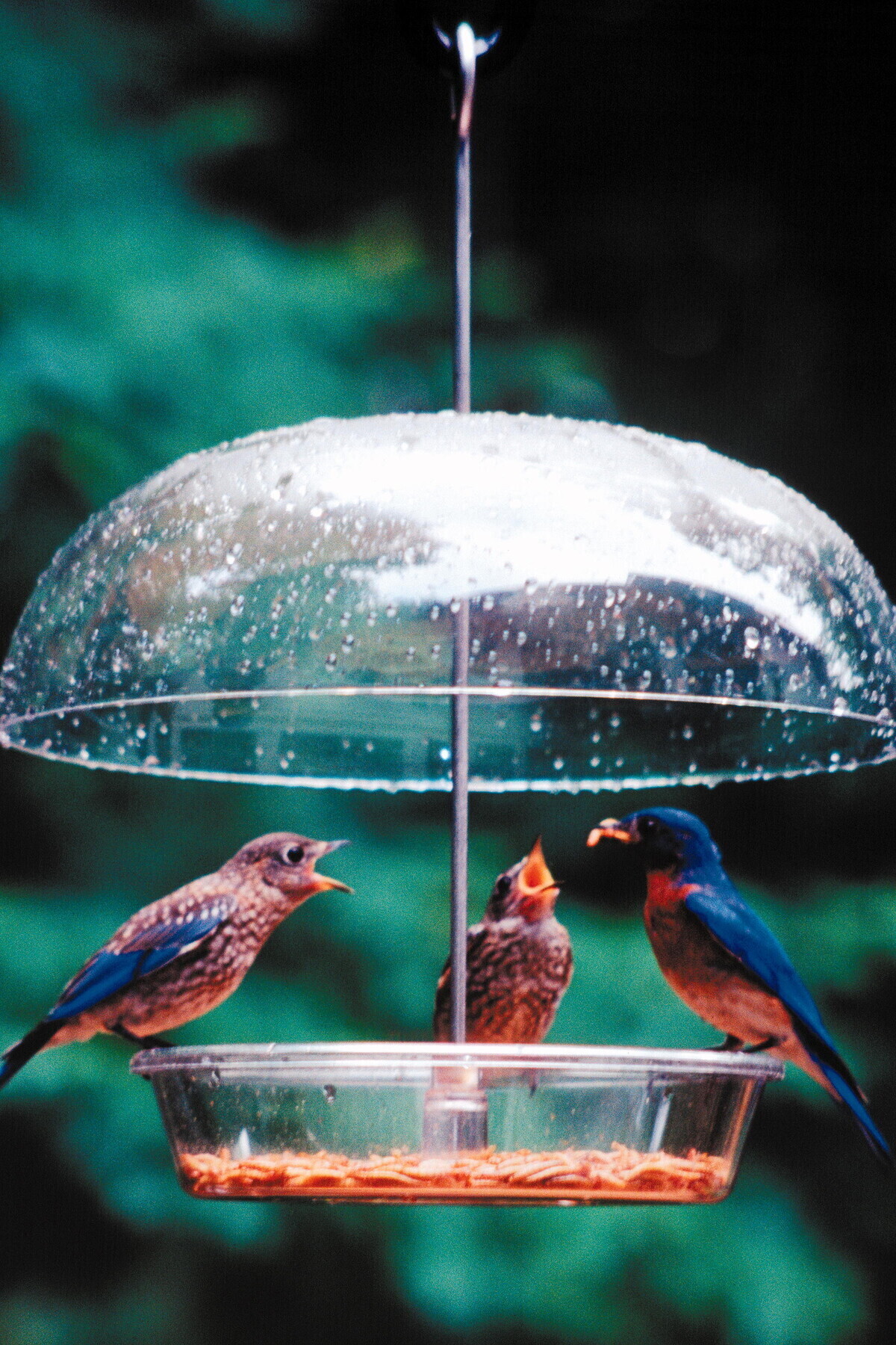 Bluebird feeding young
