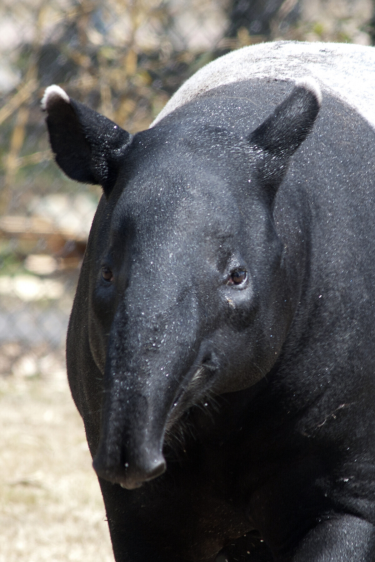 The Virginia Zoo Celebrates Groundhog Day