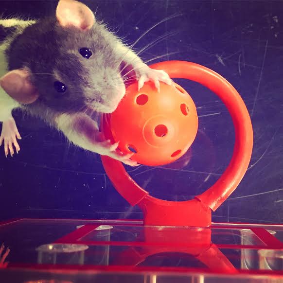 March Ratness Tips off at the Science Museum of Virginia Friday